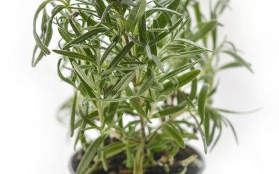 Thyme for infections